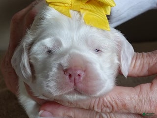 Cocker Spaniel dogs Bobo - Ad 6