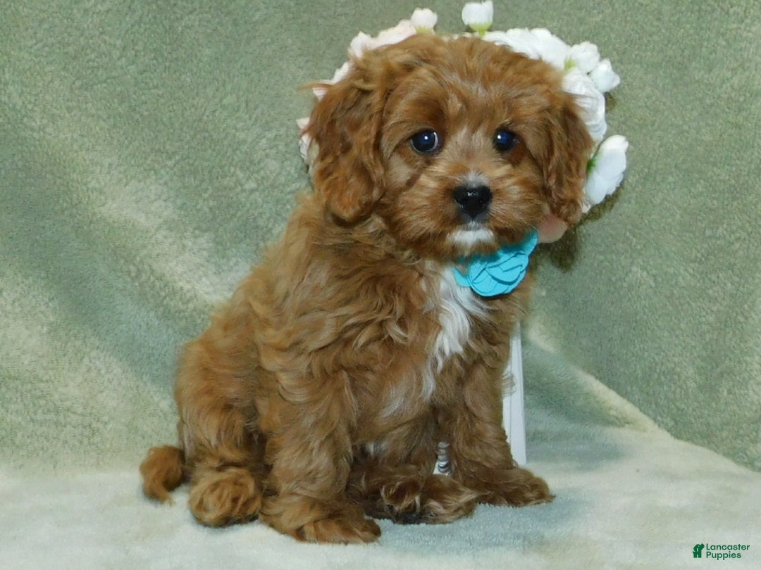 Cavapoo dogs for sale: Beau - Ad 6