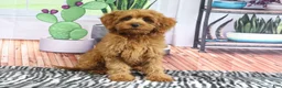 Mini Goldendoodle dogs for sale: Bozo - Ad 3
