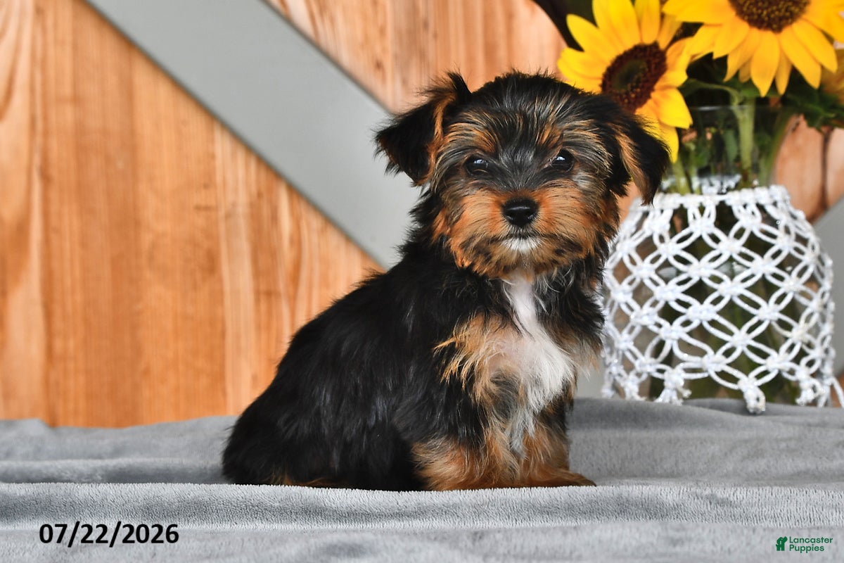 Mixed Breed dogs Ryanne - Ad 2