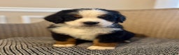 Bernese Mountain Dog dogs for sale: Teddy - Ad 1