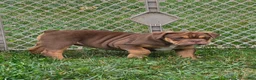 English Bulldog dogs for sale: Tootsie Chocolate and tan  - Ad 3
