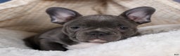 Frenchton dogs for sale: NOAH - Ad 16
