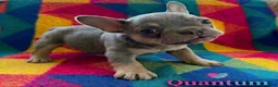 French Bulldog dogs for sale: Quantum - Ad 1