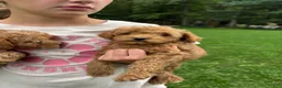 Mini Goldendoodle dogs for sale: Gunner  - Ad 6
