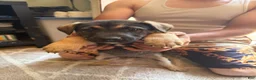 Mixed Breed dogs for sale: Puppy 3 - Ad 5