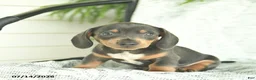 Miniature Dachshund dogs for sale: Gilbert  - Ad 3