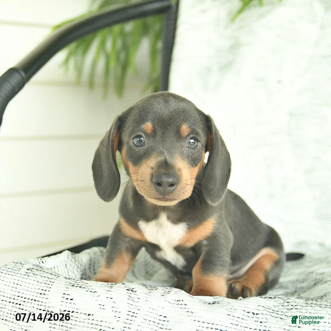 Miniature Dachshund dogs for sale: Gilbert  - Ad 3