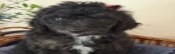 Mini Goldendoodle dogs for sale: Chloe - Ad 5
