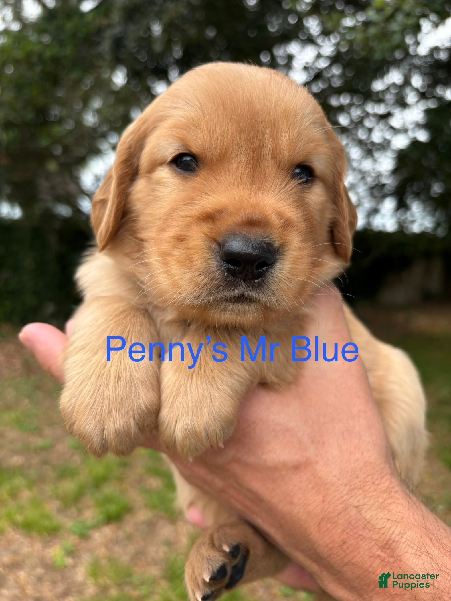 Golden Retriever dogs Penny’s Mr Blue - Ad 39