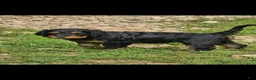 Mixed Breed dogs for sale: Katze - Ad 2