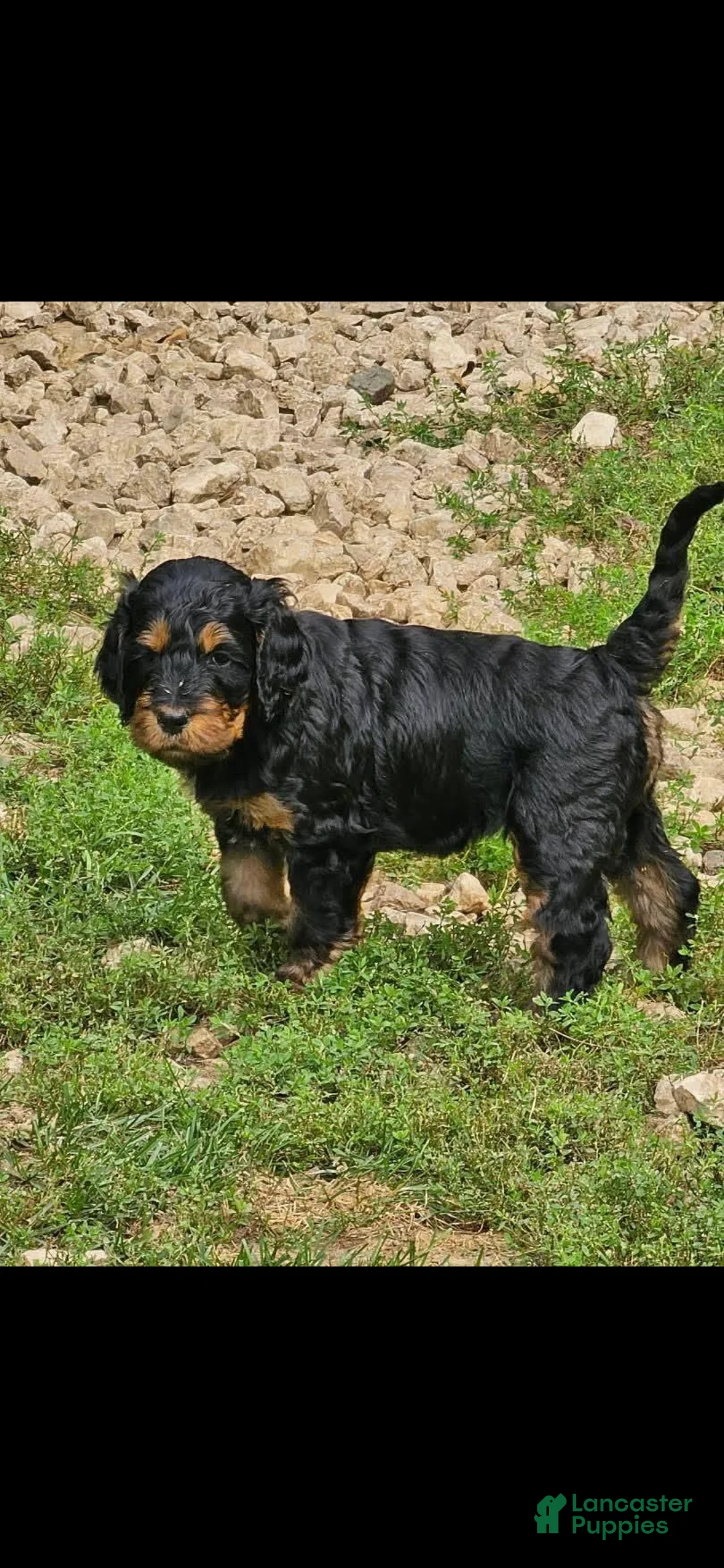 Mixed Breed dogs for sale: Katze - Ad 2
