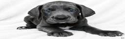 Great Dane dogs for sale: Carver  - Ad 6