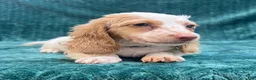Miniature Dachshund dogs for sale: Miniature Dachshund 2 - Ad 3