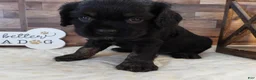 Mixed Breed dogs for sale: #2 Male of Blackie's - Ad 3