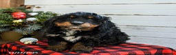 Mini Bernedoodle dogs for sale: Biscuit - Ad 2