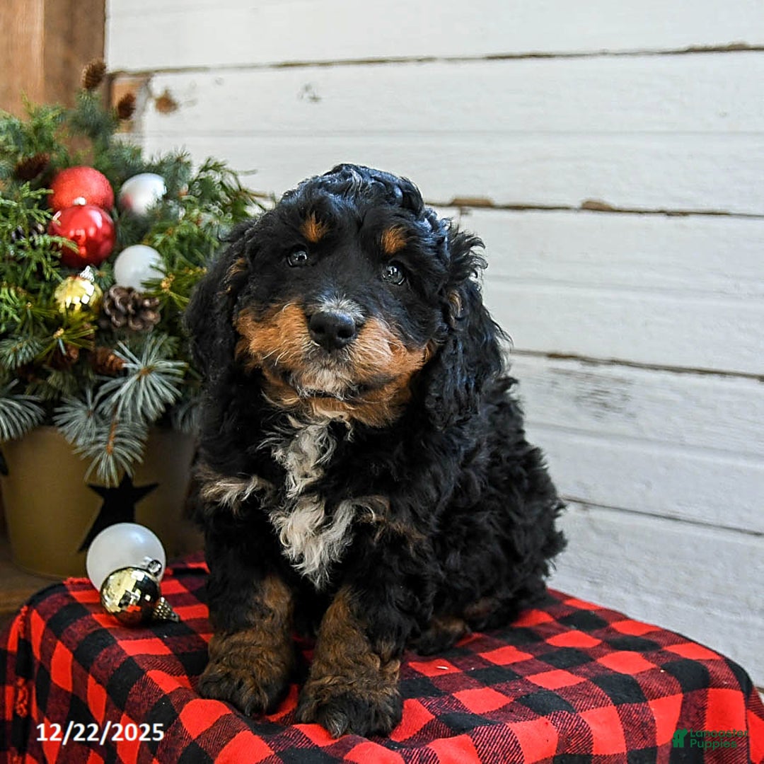 Mini Bernedoodle dogs for sale: Biscuit - Ad 2