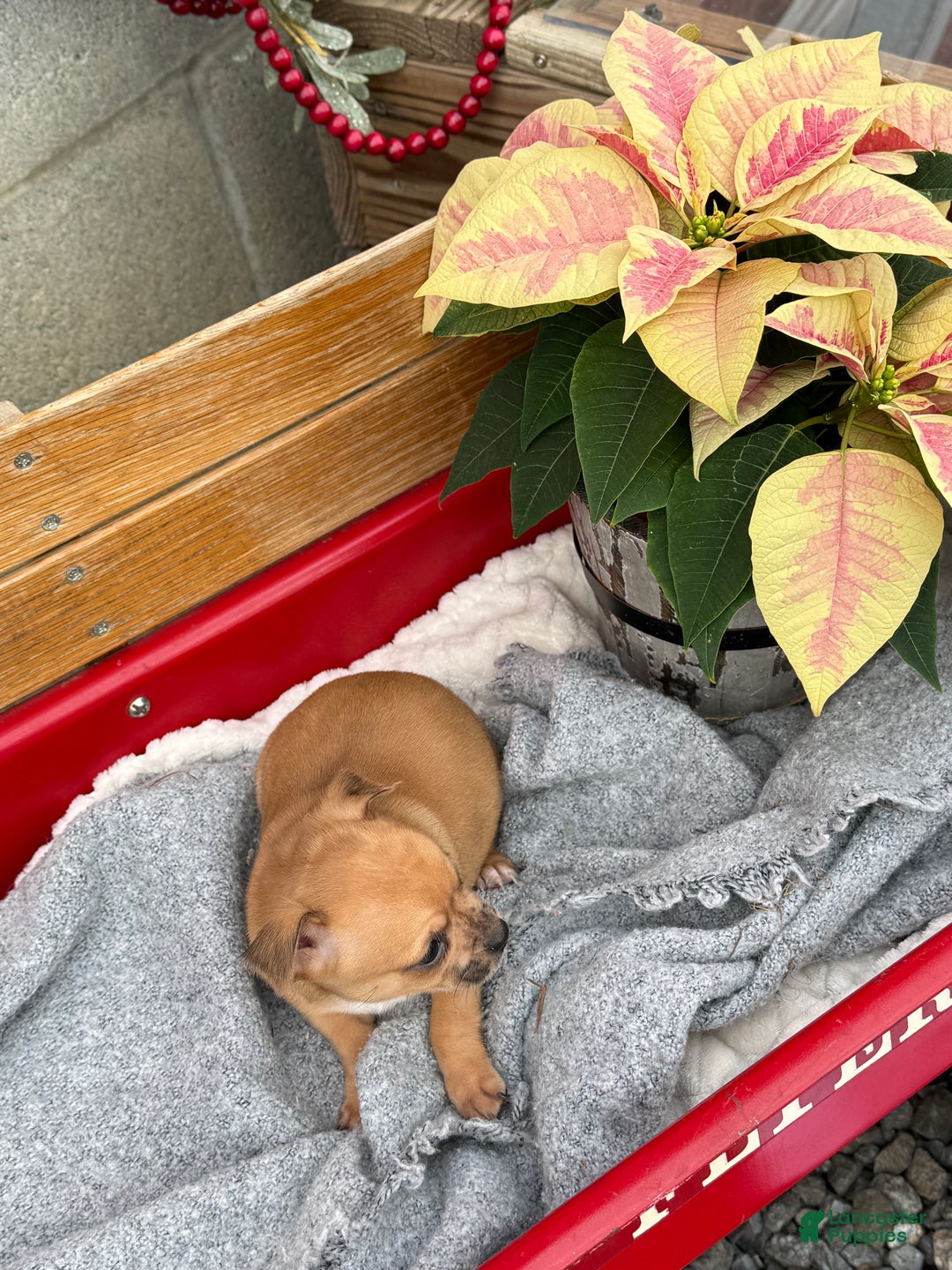 Chihuahua dogs for sale: Cocoa - Ad 6