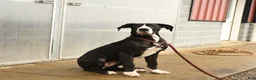 Great Dane dogs for sale: Hope - Ad 3