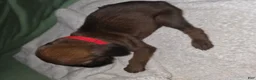 Redbone Coonhound dogs for sale: Redbone Coonhound 11(red) - Ad 9