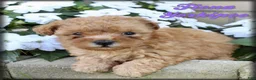 Yorkiepoo dogs for sale: Fiona - Ad 1