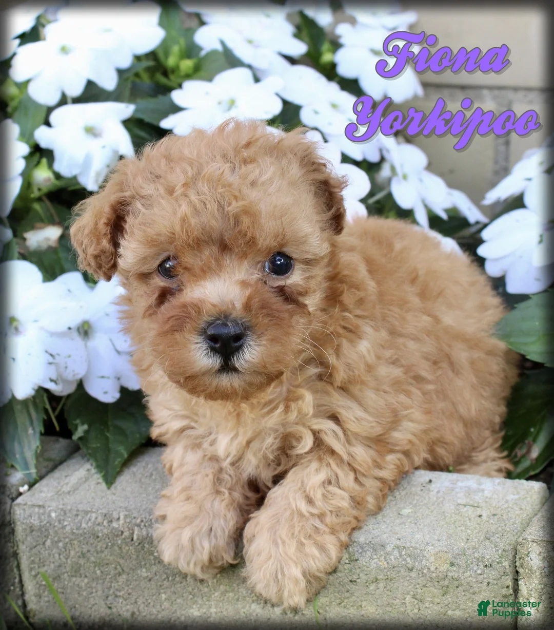 Yorkiepoo dogs for sale: Fiona - Ad 1