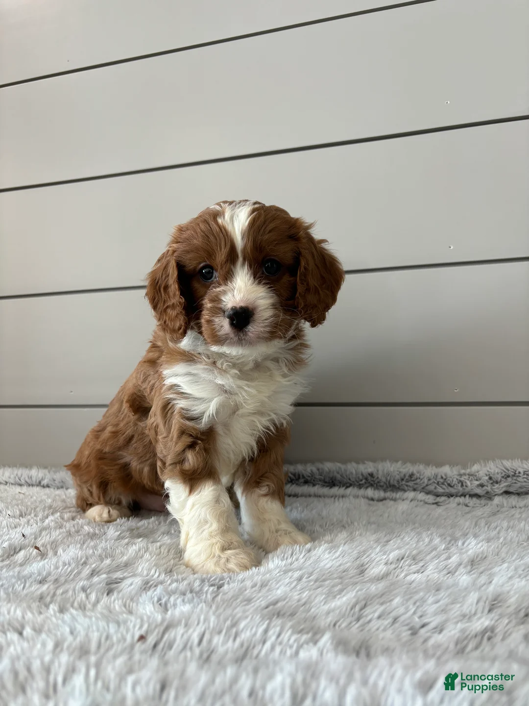 Cavapoo dogs for sale: Teddy - Ad 3