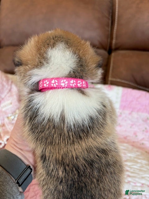 Welsh Corgi Pembroke dogs Welsh Corgi Pembroke Puppy 4 - Pink Collar  - Ad 2