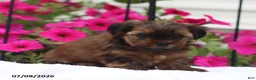 Shorkie dogs for sale: Milky Way - Ad 4