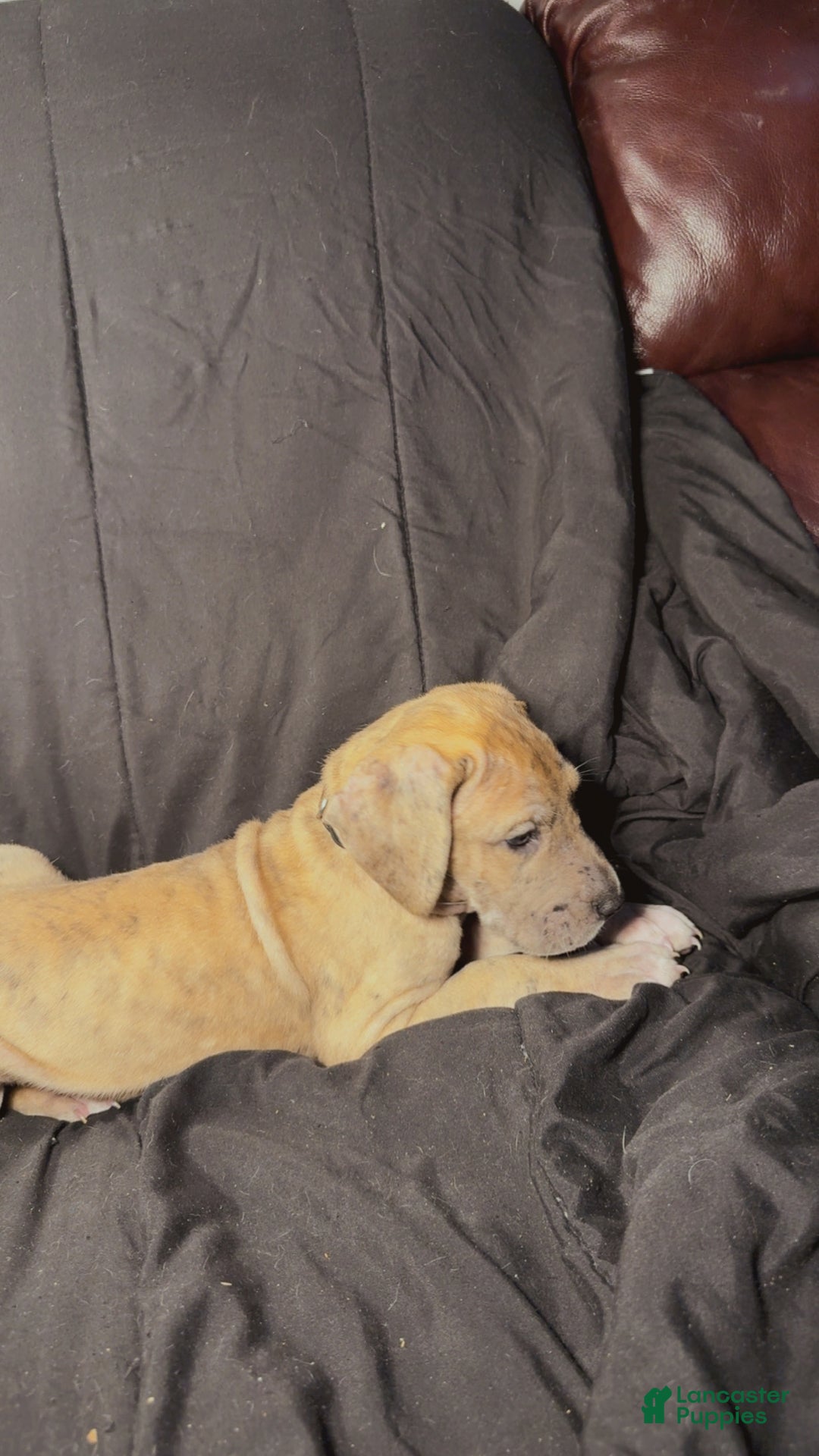 Great Dane dogs for sale: Latte  - Ad 4