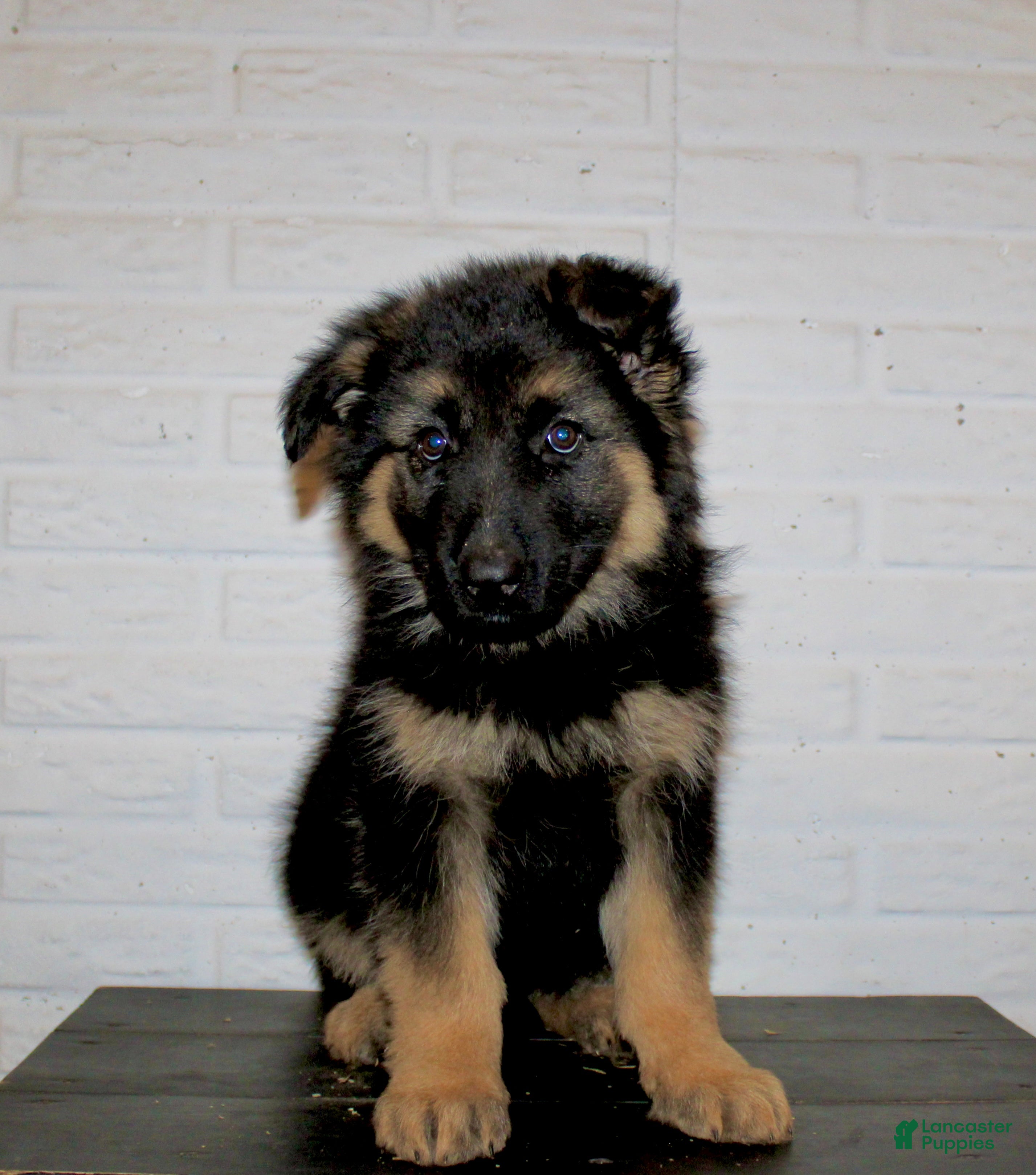 German Shepherd dogs Hollis - Ad 1