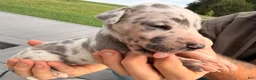 Great Dane dogs for sale: Opal  - Ad 3