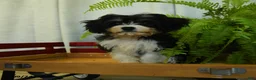 Cavachon dogs for sale: Mike - Ad 3