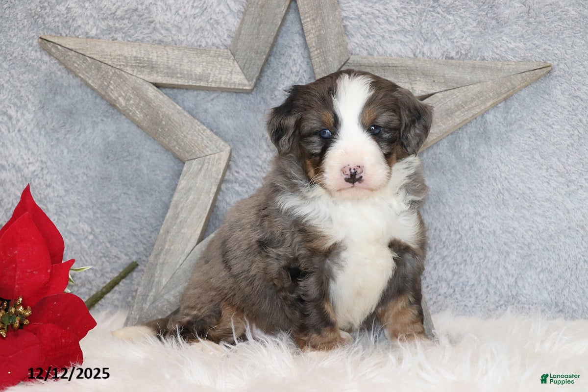 Mini Bernedoodle dogs Archie - Ad 39