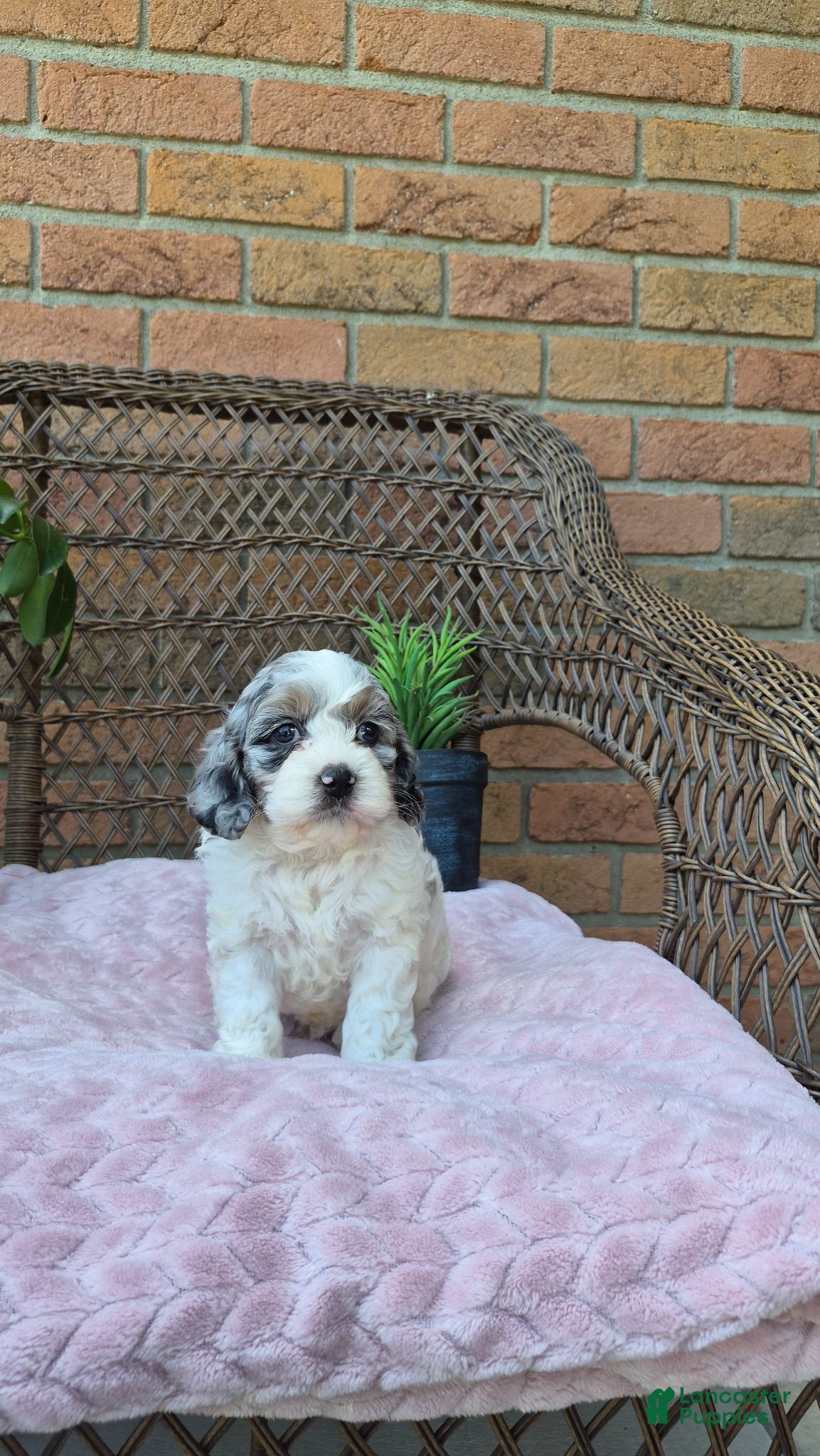 Cockapoo dogs Quinnie - Ad 1
