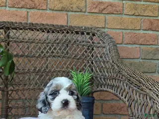 Cockapoo dogs for sale: Quinnie - Ad 4