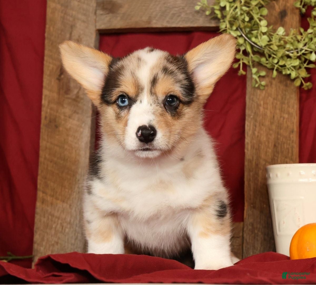 Welsh Corgi Pembroke dogs for sale: Teresa - Ad 1