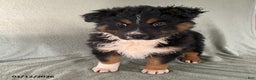 Australian Shepherd dogs for sale: Sammy - Ad 2
