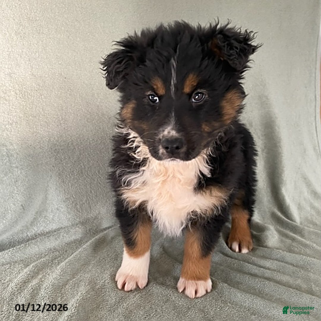 Australian Shepherd dogs for sale: Sammy - Ad 2