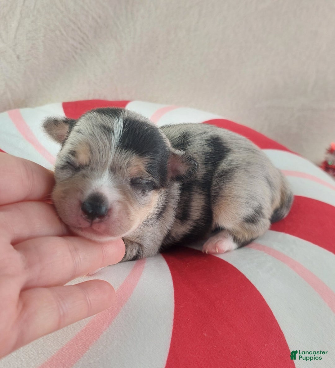Chihuahua dogs for sale: Micah - Ad 8
