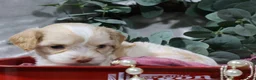 Cavapoo dogs for sale: Bliss - Ad 5