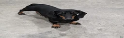 Miniature Dachshund dogs for sale: Silas - Ad 5