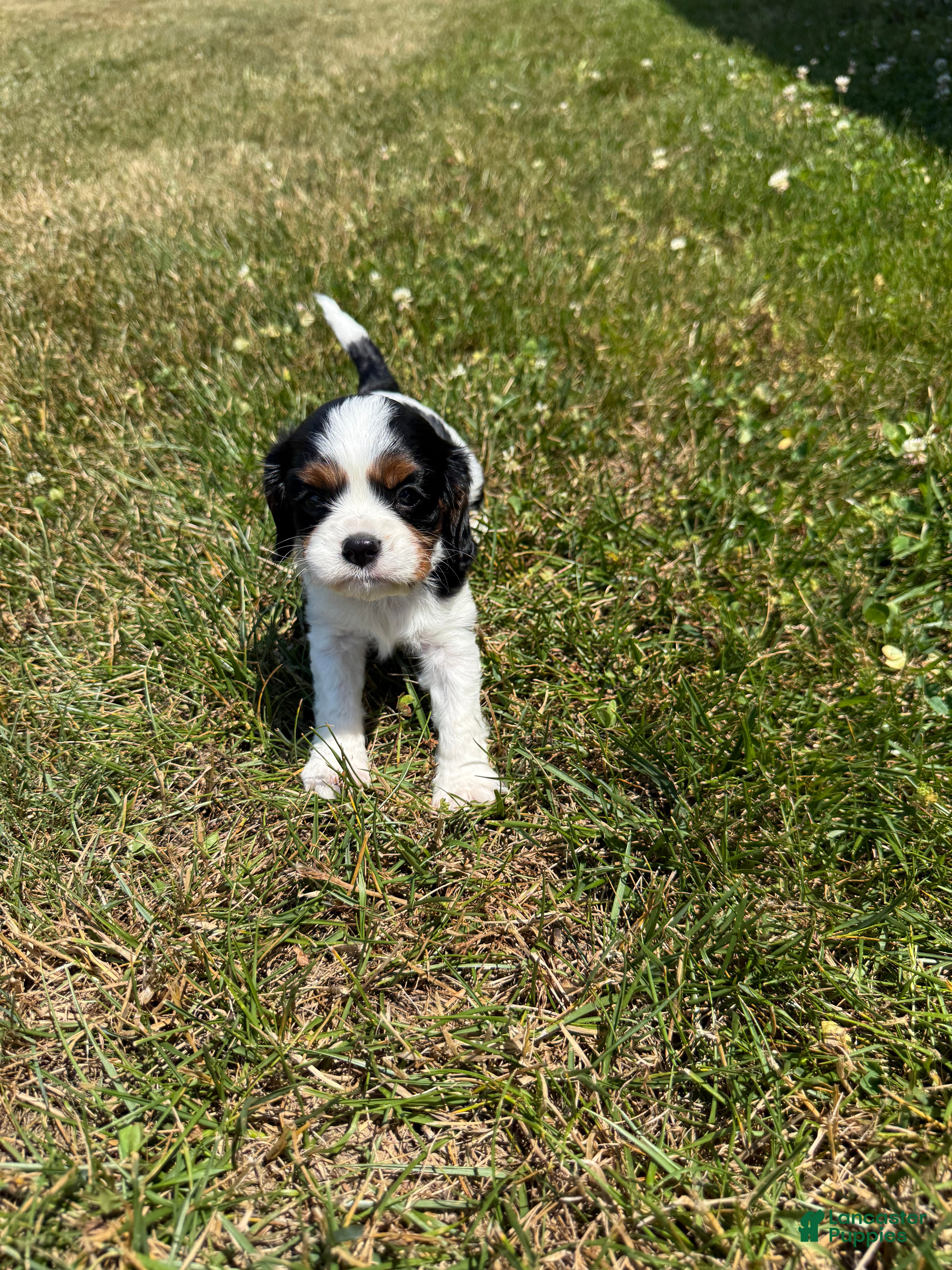 Cavalier King Charles Spaniel dogs Cavalier King Charles Spaniel - Harrison - Ad 15