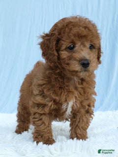 Toy Poodle dogs for sale: Waffles 🧇  - Ad 1