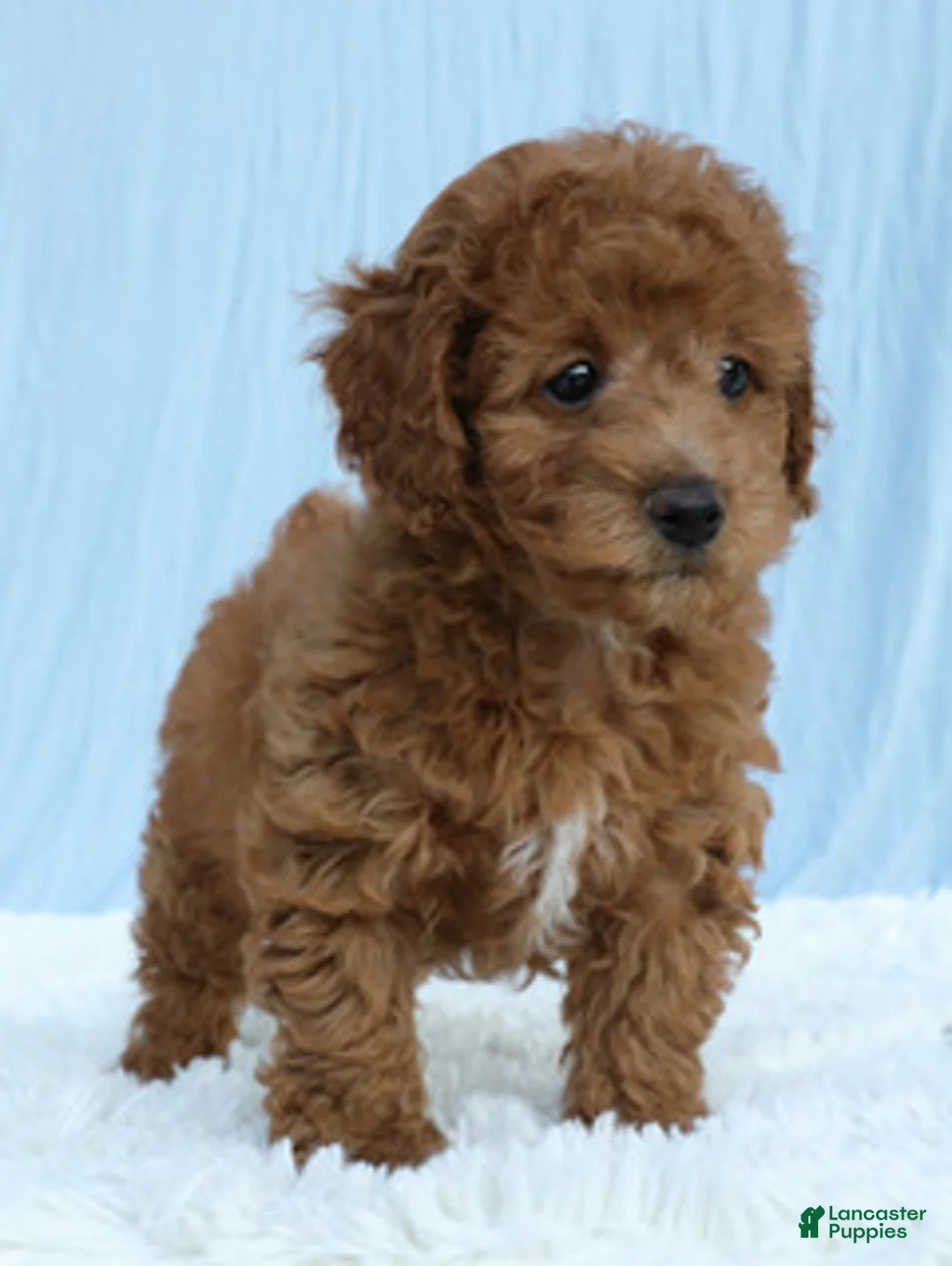 Toy Poodle dogs for sale: Waffles 🧇  - Ad 1