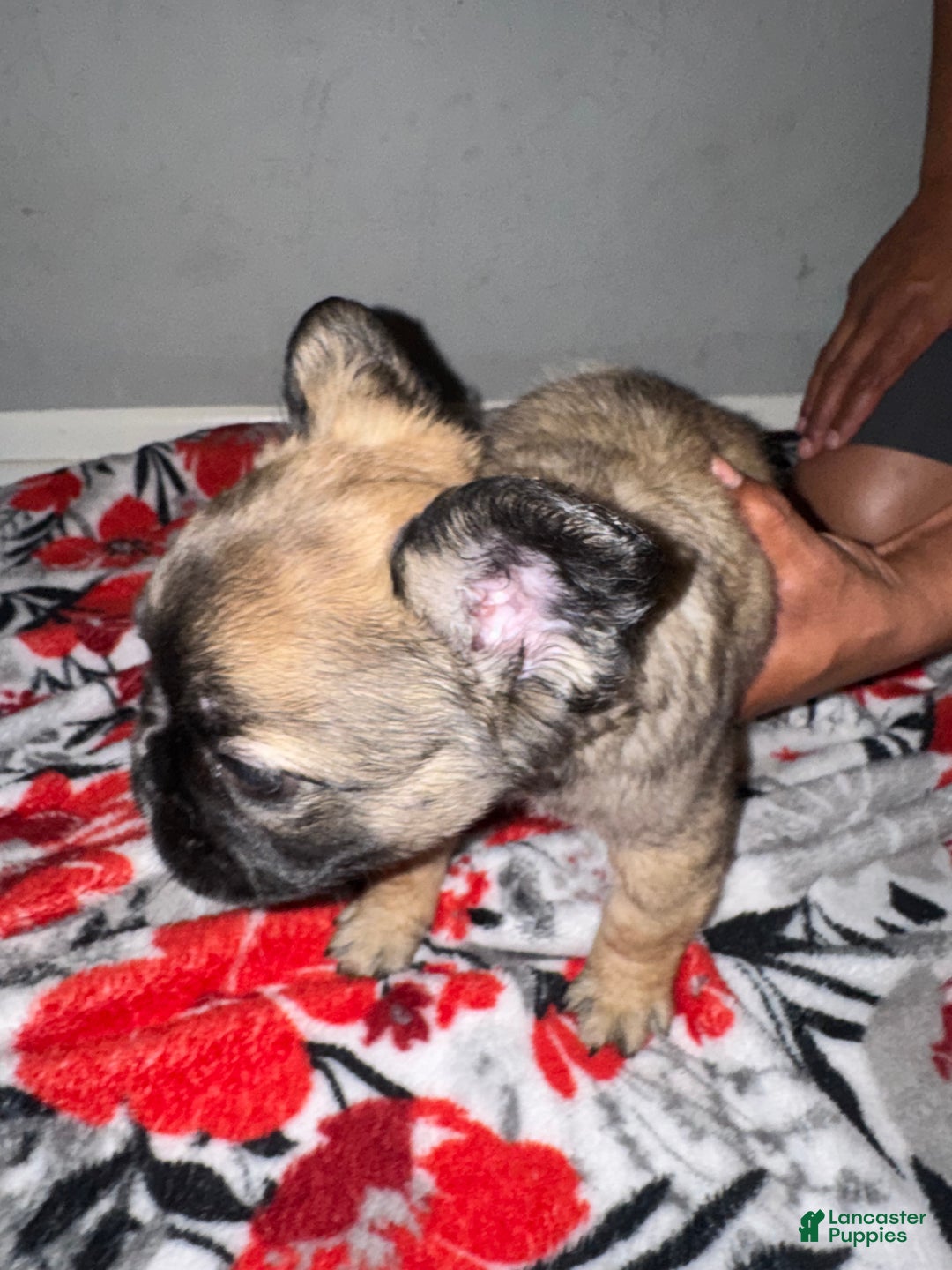 French Bulldog dogs for sale: French Bulldog Puppy 2 - Ad 2
