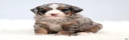 Mini Bernedoodle dogs for sale: Fern  - Ad 16