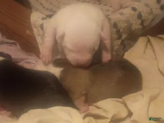 American Pit Bull Terrier dogs American Pit Bull Terrier Puppy 6 - Ad 4