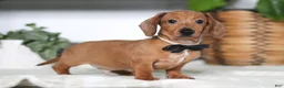 Miniature Dachshund dogs for sale: Ace - Ad 5