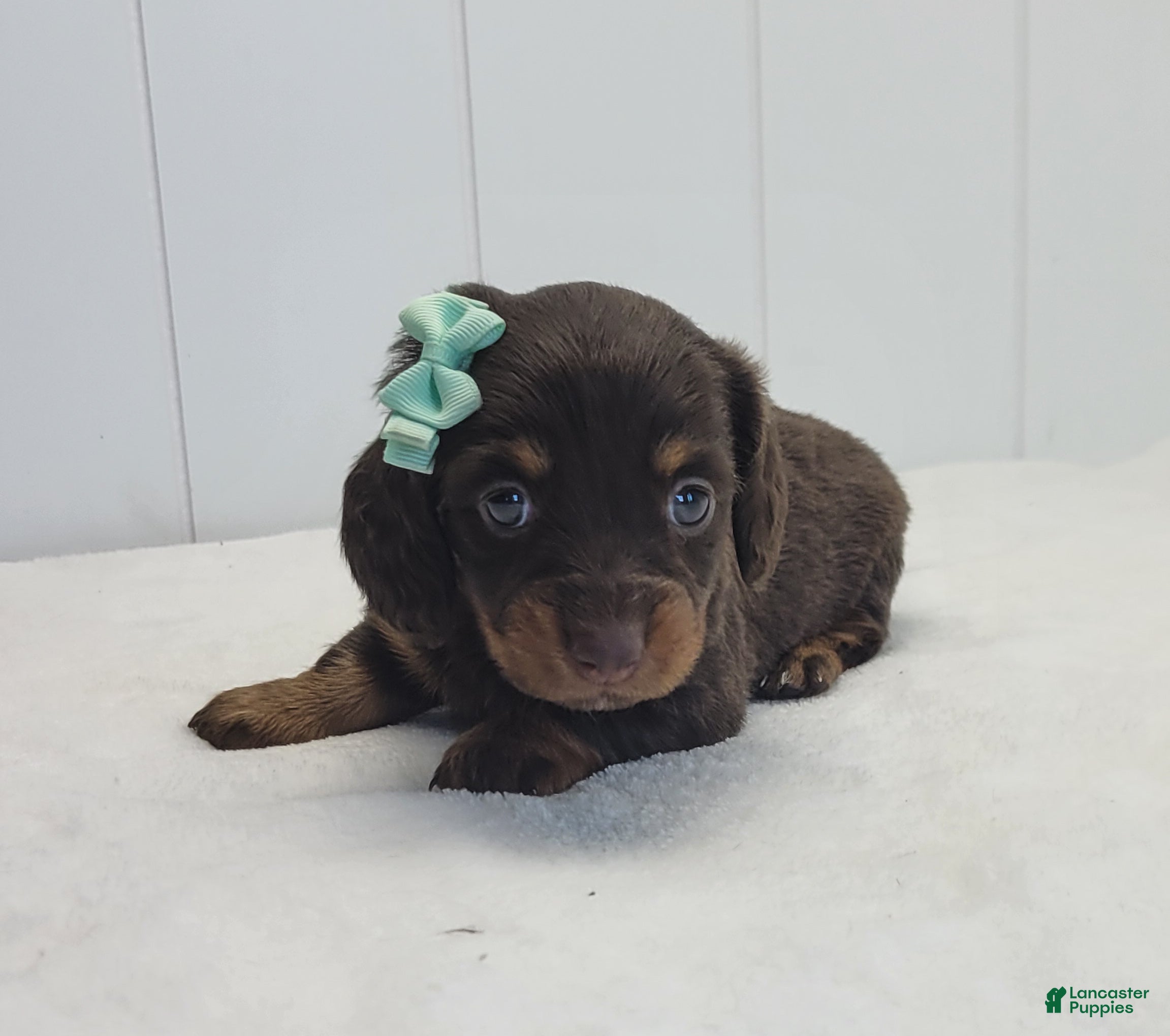 Dachshund dogs Oakley - Ad 2